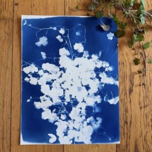 Cyanotype – Image 1